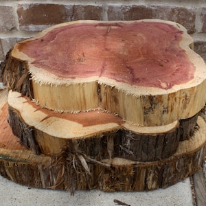 Wood Slice, 9 12 wide x 2, Cedar Wood Slab, staghorn fern mount, plant mount, wedding decor, DIY wood, project wood image 4
