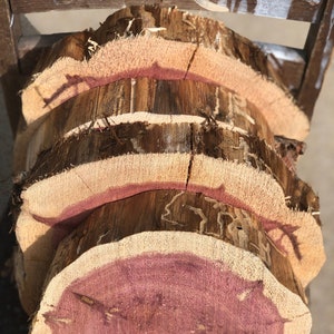 Wood Slice, 9 12 wide x 2, Cedar Wood Slab, staghorn fern mount, plant mount, wedding decor, DIY wood, project wood image 2