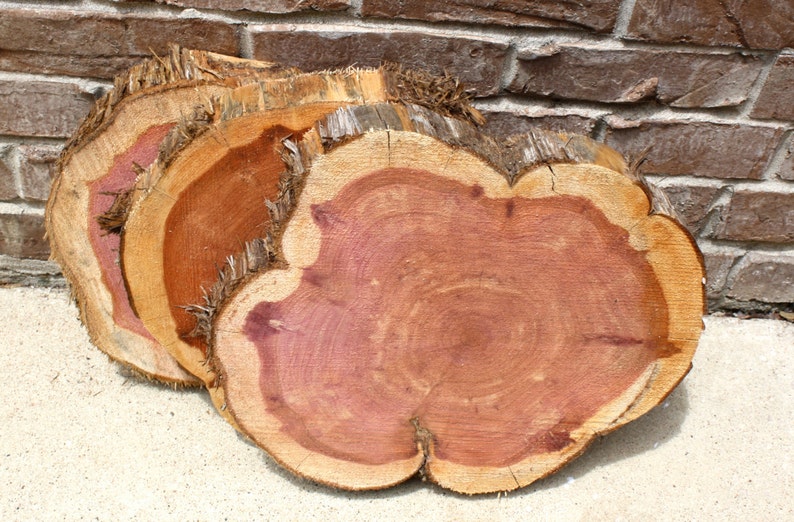 Wood Slice, 9 12 wide x 2, Cedar Wood Slab, staghorn fern mount, plant mount, wedding decor, DIY wood, project wood image 3