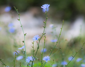 Summer Chicory Flowers Photo Print - Blue Flowers Photo - Flower Photo -  Floral Photography Print - Photography Cards - Photography Prints