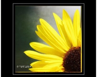 Photography - Sunflower Photography  -  Flower Petals Print -  Greeting Card Photo - Floral Photography - Botanical - Photography Card