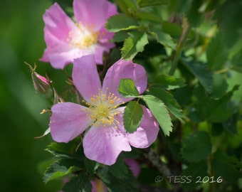 Summer Flowers Photo Print - Wild Rose Photo -  Botanical Photography - Flower Photo -  Floral Photography Print - Photography Cards