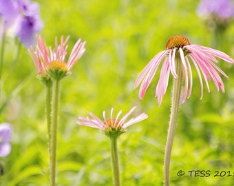 Summer Flowers Photo Print - Photography Greeting Cards - Coneflower Botanical Photography -  Floral Photography Print - Photography Cards