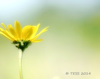Yellow Wildflower Photography  - Photography Greeting Cards - Yellow Flower Print -  Greeting Card Photo - Nature Photography - Botanical