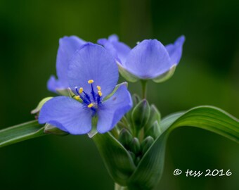 Summer Flowers Photo Print - Spidorwort Photo -  Botanical Photography - Flower Photo -  Floral Photography Print - Photography Cards