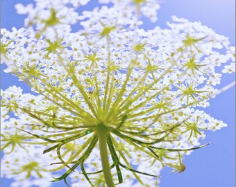 Queen Annes Lace Photo - Flower Photography - Flower Print -  Wildflower Photography - Nature - Greeting Card - Photography Prints