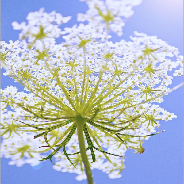 Queen Annes Lace Photo - Flower Photography - Flower Print -  Wildflower Photography - Nature - Greeting Card - Photography Prints