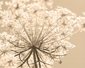 Photography - Queen Annes Lace - Wildflower Photo - Sepia Photo - Nature- Botanical - Fall - Photography Prints