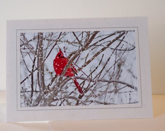 Cardinal Greeting Card Set  - Winter - 5 Photography Greeting Cards - Greeting Cards - Holiday Card Set  -  5 x 7 Photo Frame