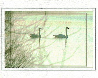 Dreamy Swans Greeting Card