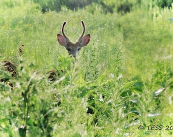 Photography - Deer In Tall Field Photography Print 2 - Wildlife - Nature - Photography Prints