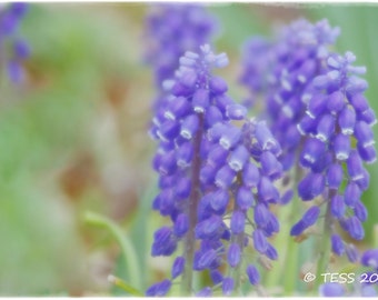 Photography - Grape Hyacinth Photography Print - Photography Greeting Cards - Botanical - Greeting Card  - Spring Blooms - Mothers Day