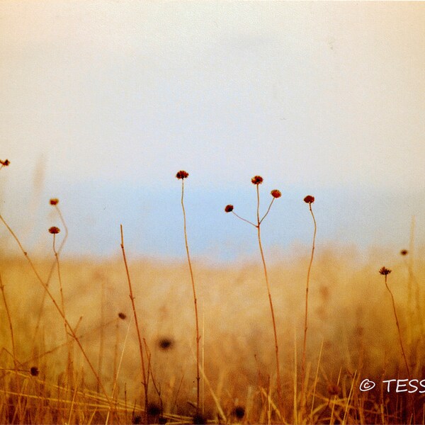 Photography - Amber Prairie Photo - Prairie Grass Photography Print - Meadow Photo -  Nature - Photography Prints