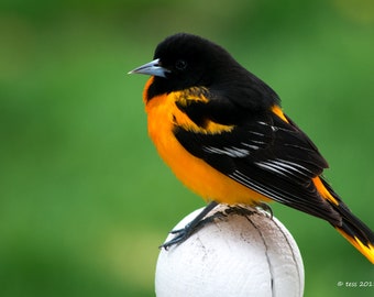 Oriole Bird Photo - Bird Photography Print  - Baltimore Oriole -  Nature - Wildlife Photography- Greeting Card Photo - Photography Cards