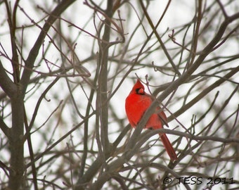 Photography - Winter Cardinal Photo - Cardinal Photo Without Snowflakes  -   Cardinal Photo - Bird Photography - Nature - Photography Prints