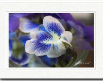 Photography - White Purple Violets Photography Card - Photography Greeting Cards - Spring Blossoms Card - Wild Violets Photography Card