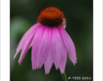 Photography - Soft Purple Coneflower - Coneflower Photo -  Botanical - Nature Photo - Photography Prints