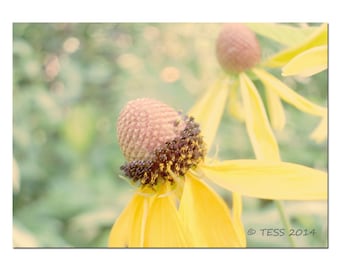 Yellow Flower Photo Print - Coneflower Botanical Photography - Wildflower Photo -  Floral Photography Print - Photography Cards