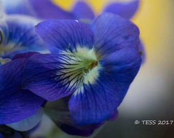 Photography - Purple Violets Photography Print - Violet Photography - Spring Blossoms Card - Wild Violets Photography - Photography Prints