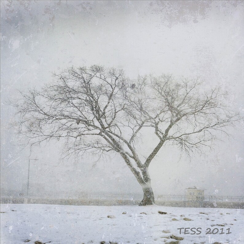 Photography Snowy Eagle Tree Photo Winter 8 x 8 Photographic Print Black And White Winter Tree Photography Prints image 1