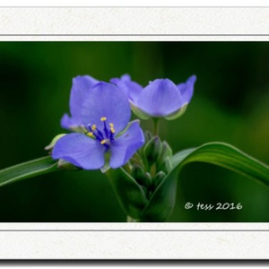 Summer Flowers Photography Card -  Spiderwort Photo -  Botanical Photography - Flower Photo -  Photography Cards - Photography Prints