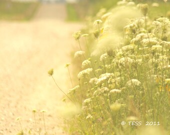 Photography - Queen Annes Lace Photography Print - Flower Photography - Botanical Photo -Shabby Chic - Nature - Photography Prints