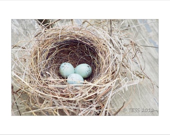 May include: Three light blue bird eggs nestled in a brown woven nest. The nest is made of twigs and branches and is sitting on a light brown wooden surface.