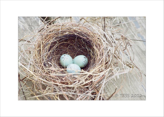 Photography - Bird Nest Photo Print -  Wren Nest - Nature - Spring - Photography Prints