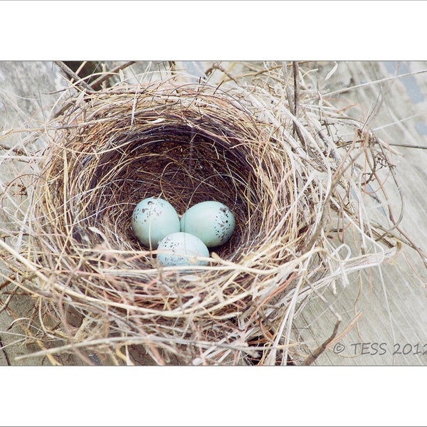 Photography - Bird Nest Photo Print -  Wren Nest - Nature - Spring - Photography Prints