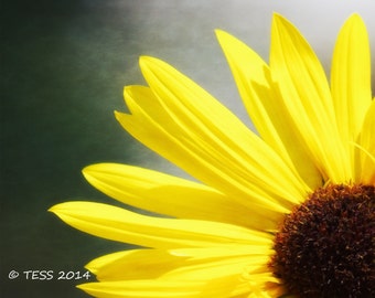 Photography - Sunflower Photography  -  Flower Petals Print -  Greeting Card Photo - Floral Photography - Botanical - Photography Card