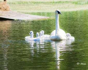 Photography - Swan Photography  - White Swan Family Print 2 -  Swan And Family Photo - Nature Photography - Photography Prints