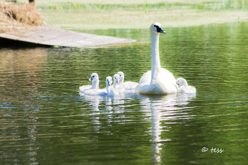Photography Swan Photography White Swan Family Print 2 Swan And Family Photo Nature Photography Photography Prints image 1