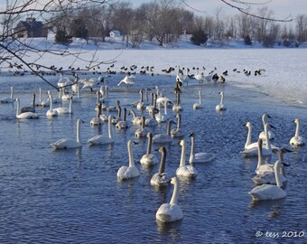 Photography - Swans Photography - Swans Print - Nature - Wildlife - Photography Prints