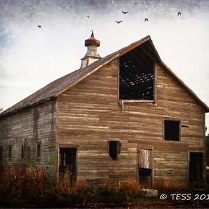 Old Barn Photo  -  Old Barn Photography - Landscape - Weathered Barn - Iowa Barns