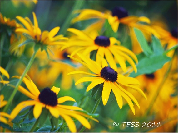 Blackeyed Susan Flowers - Flower Card - Nature Photo - Botanical Print- Greeting Card - Flower Photography - Photography Prints