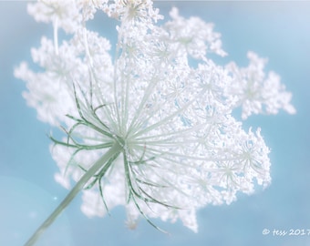 Photography - Queen Annes Lace Photography -  Blue And White Photo -  Nature- Botanical - Summer Flowers - Photography Prints