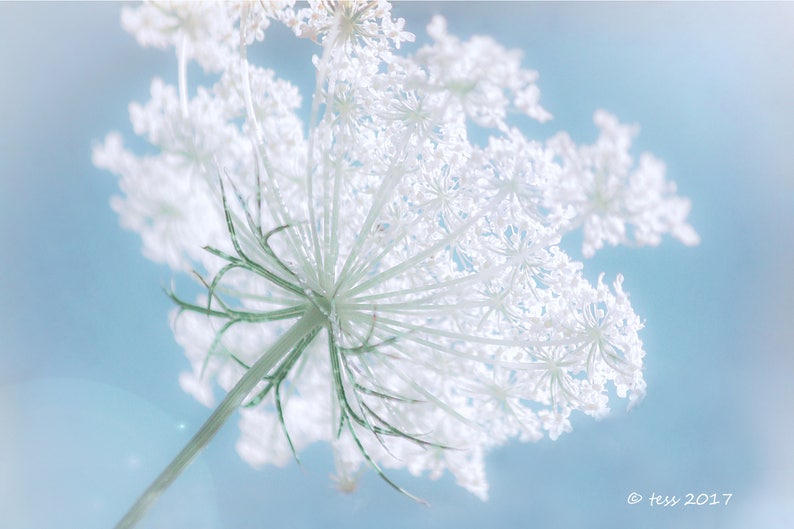 Photography Queen Annes Lace Photography Blue And White Photo Nature Botanical Summer Flowers Photography Prints image 1