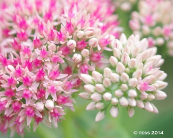 Pink Flowers Photography - Floral Photography Print  - Greeting Card Available - Pink Sedum -  Fall Garden Photo - Various Sizes Available