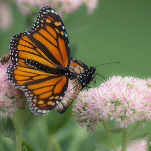 Photography Butterfly Photography Card Or Print Butterfly Photo Monarch Butterfly Photo Nature Mothers Day Photography Prints image 2