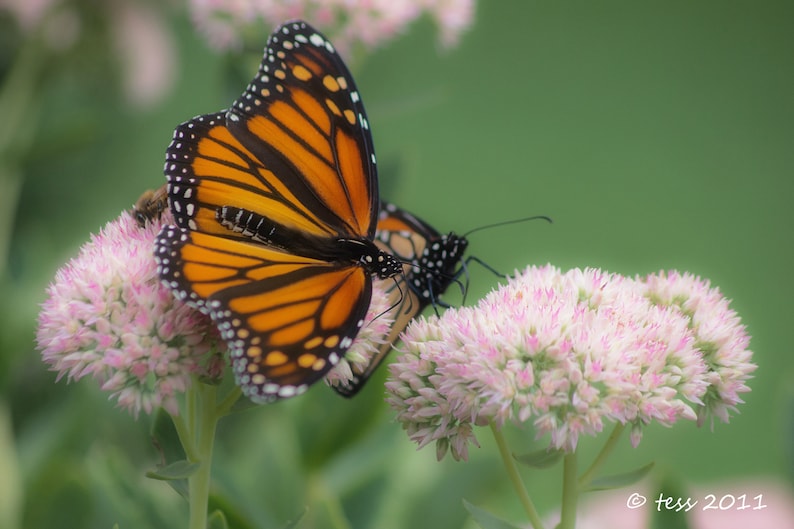 Photography Butterfly Photography Card Or Print Butterfly Photo Monarch Butterfly Photo Nature Mothers Day Photography Prints image 2