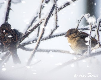 Photography - Little Winter Birds Photo -Bird Photographic Print  - Bird Photography -  Winter - Snow - Nature - Photography Prints