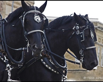 Photography - Horse Photo - Black Percheron Team - 8 x 10 Photography Print - Equine - Nature - Photography Prints