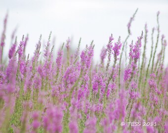 Fields Of Purple Wildflowers 2 -  Spring Photo - Botanical -  Blooms -Nature Photography