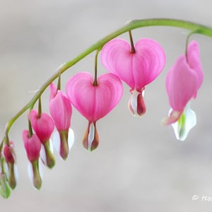 Bleeding Heart Photo - Floral Photography Print  - Nature - Pink Heart - Spring Garden Photo - Various Sizes Available - Photography Prints