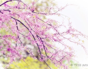 May include: A close-up of a branch of a tree with delicate pink blossoms. The background is a soft, blurred white.