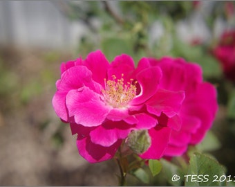 Photography - Pink Rose Photography  -  Photographic Print - Pink Rose - Great Greeting Card Photo - Botanical - Photography Prints