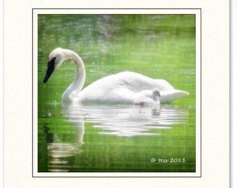 Swan Photography Greeting Cards - Photography Greeting Cards - White Swan Cards-  Swan And Cygnet Photo Cards - Nature Photography