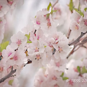 Cherry Blossoms Photography Print  -  Spring  Photography - Spring Botanical