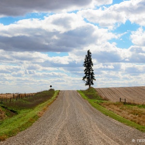 May include: A gravel road winds through a field with a single evergreen tree on a hill in the distance. The sky is a mix of white clouds and blue sky.