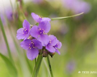 Summer Flowers Photo Print - Spidorwort Photo -  Botanical Photography - Flower Photo -  Floral Photography Print - Photography Cards